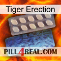 Tiger Erection 34